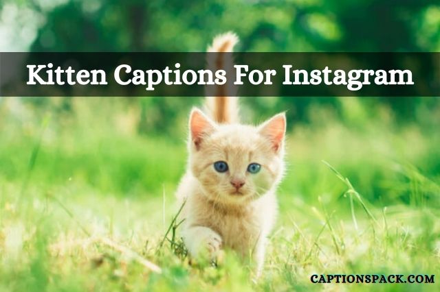 Kitten Captions for Instagram