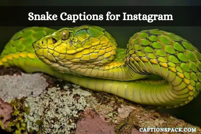 Snake Captions for Instagram