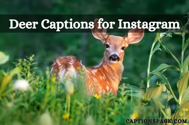 Deer Captions for Instagram