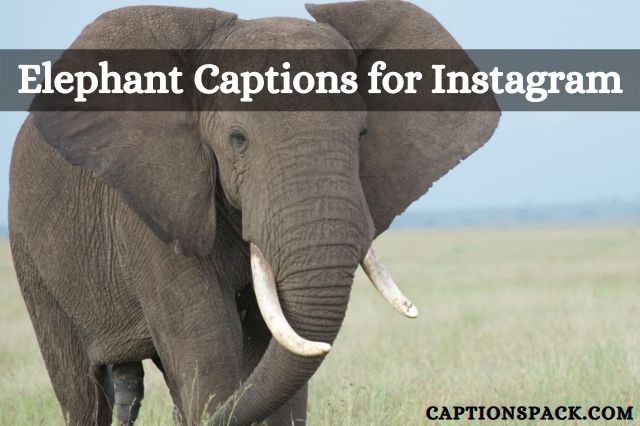 Elephant Captions for Instagram