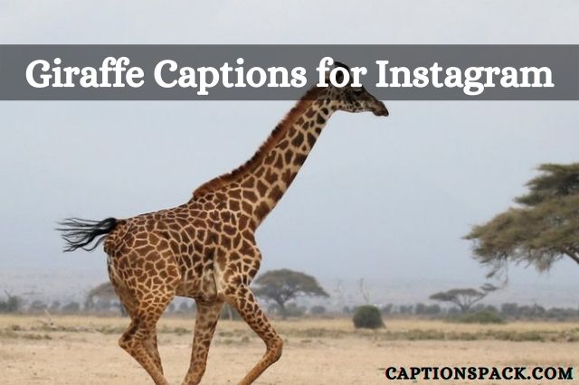 Giraffe Captions for Instagram