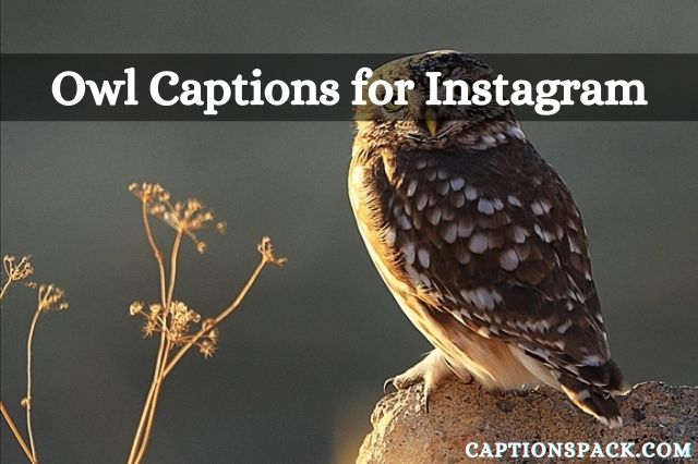 Owl Captions for Instagram