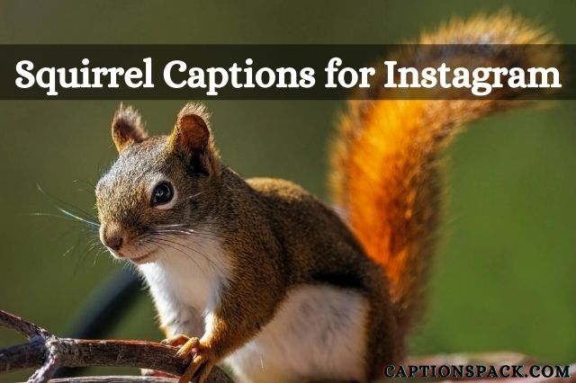 Squirrel Captions for Instagram