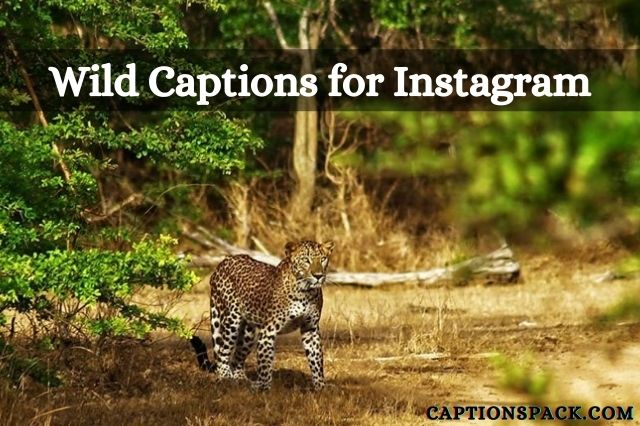 Wild Captions for Instagram