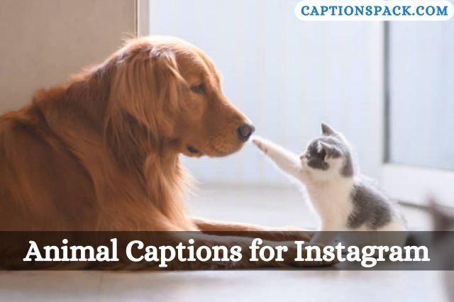 Animal Captions for Instagram