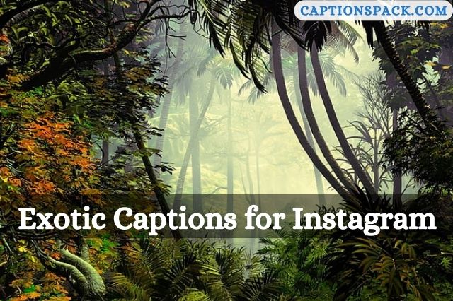 Exotic Captions for Instagram