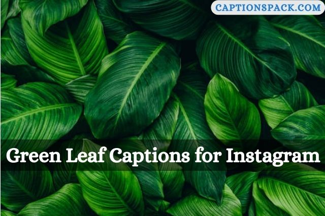 Green Leaf Captions for Instagram