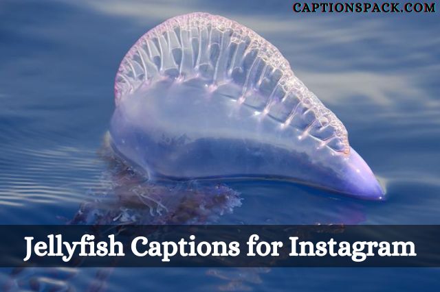 jellyfish captions for instagram