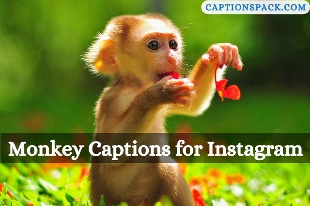 Monkey Captions for Instagram