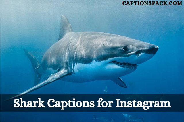 Shark Captions for Instagram