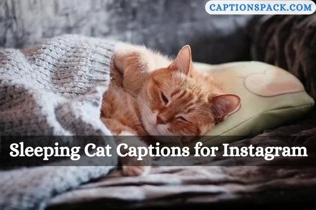 Sleeping Cat Captions for Instagram
