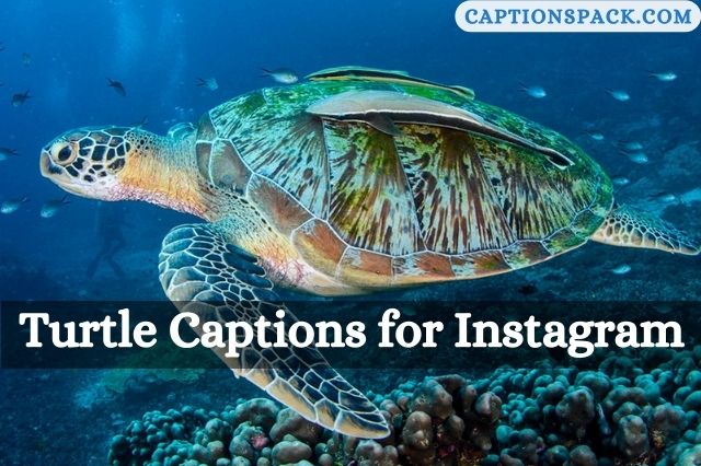 Turtle Captions for Instagram