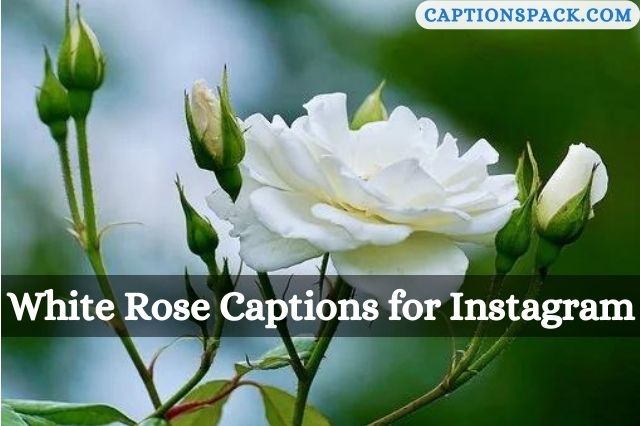 White Rose Captions for Instagram