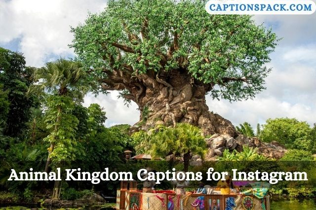 Animal Kingdom Captions for Instagram
