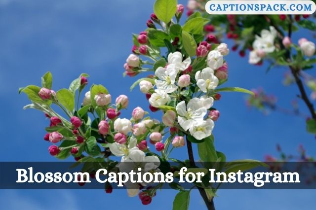 Blossom Captions for Instagram