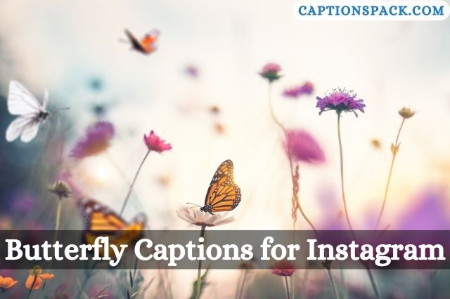 Butterfly Captions for Instagram