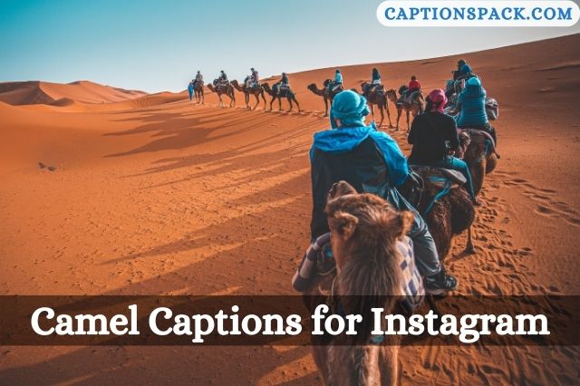 Camel Captions for Instagram
