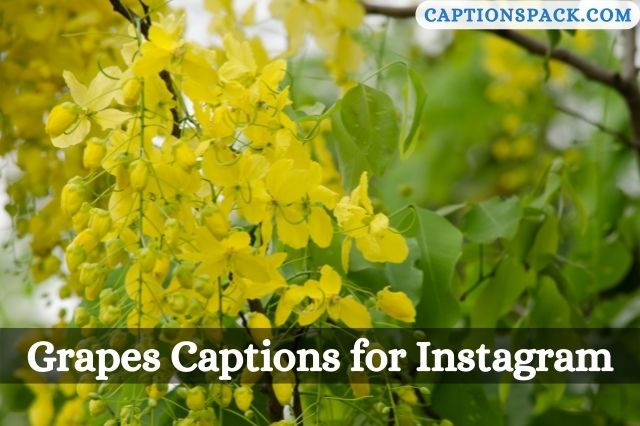 Grapes Captions for Instagram
