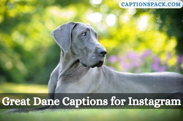 Great Dane Captions for Instagram