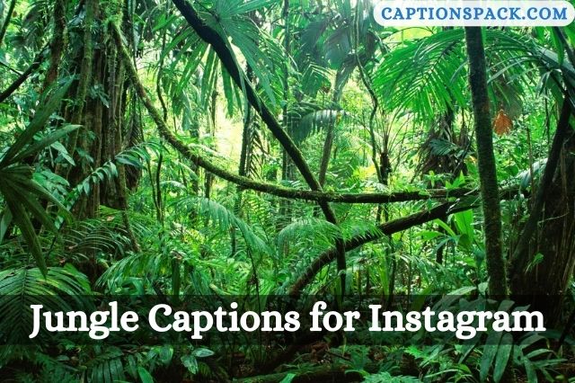 Jungle Captions for Instagram