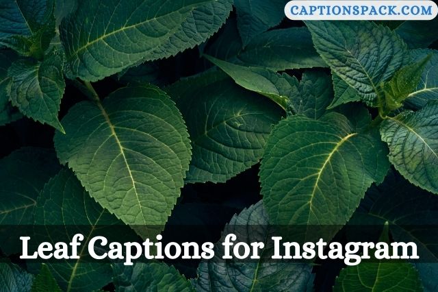 Leaf Captions for Instagram