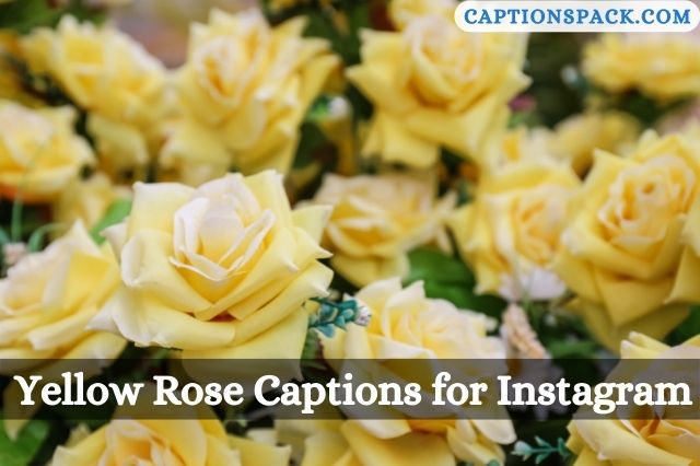 Yellow Rose Captions for Instagram