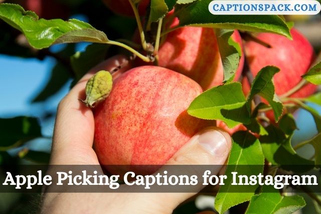 Apple Picking Captions for Instagram