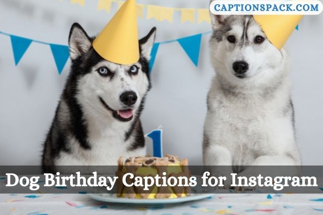 Dog Birthday Captions for Instagram
