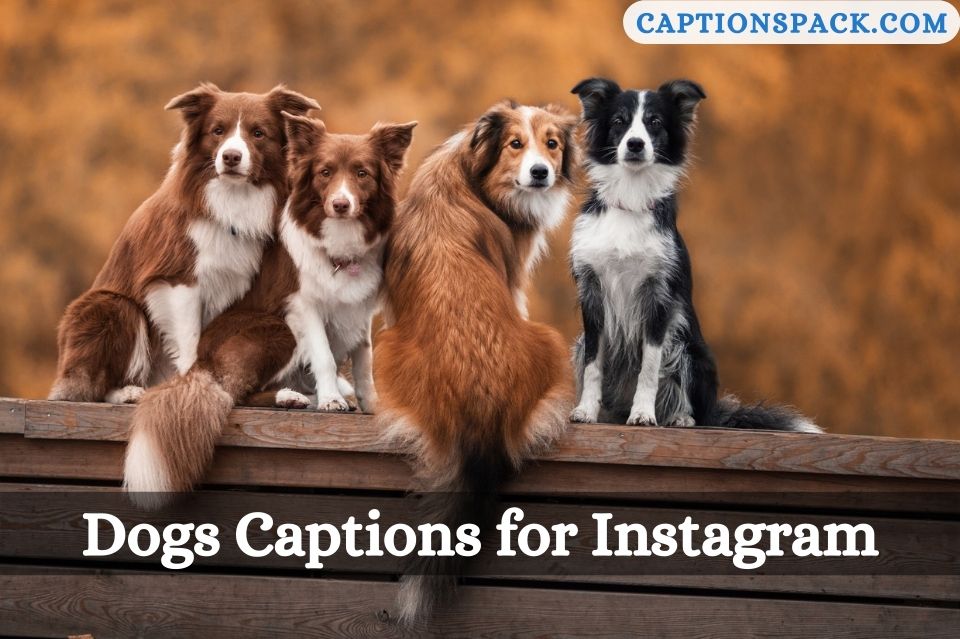 Dogs Captions for Instagram