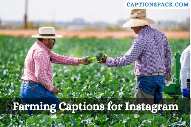 Farming Captions for Instagram
