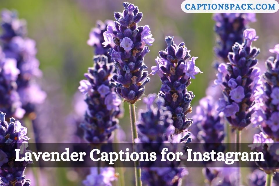 Lavender Captions for Instagram