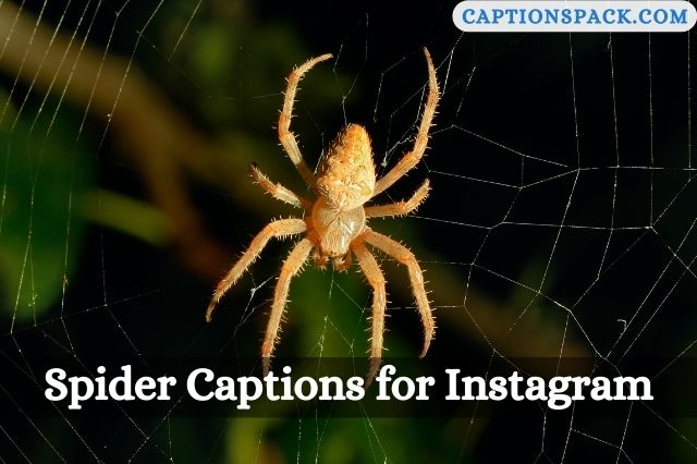 Spider Captions for Instagram