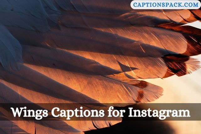 Wings Captions for Instagram