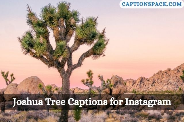 Joshua Tree Captions for Instagram