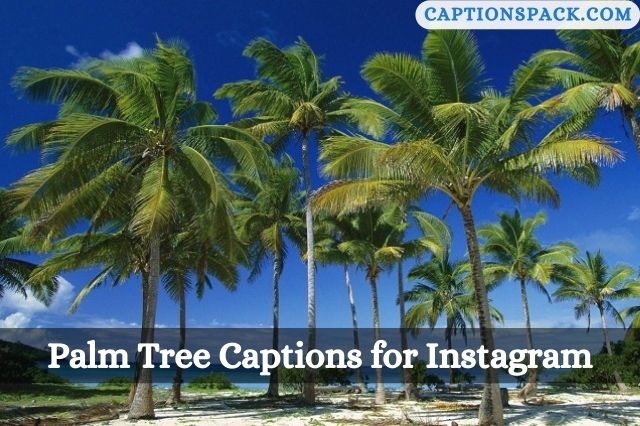 Palm Tree Captions for Instagram