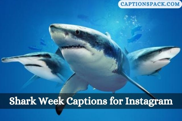 Shark Week Captions for Instagram