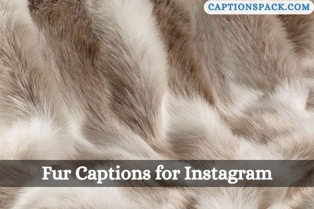 Fur Captions for Instagram